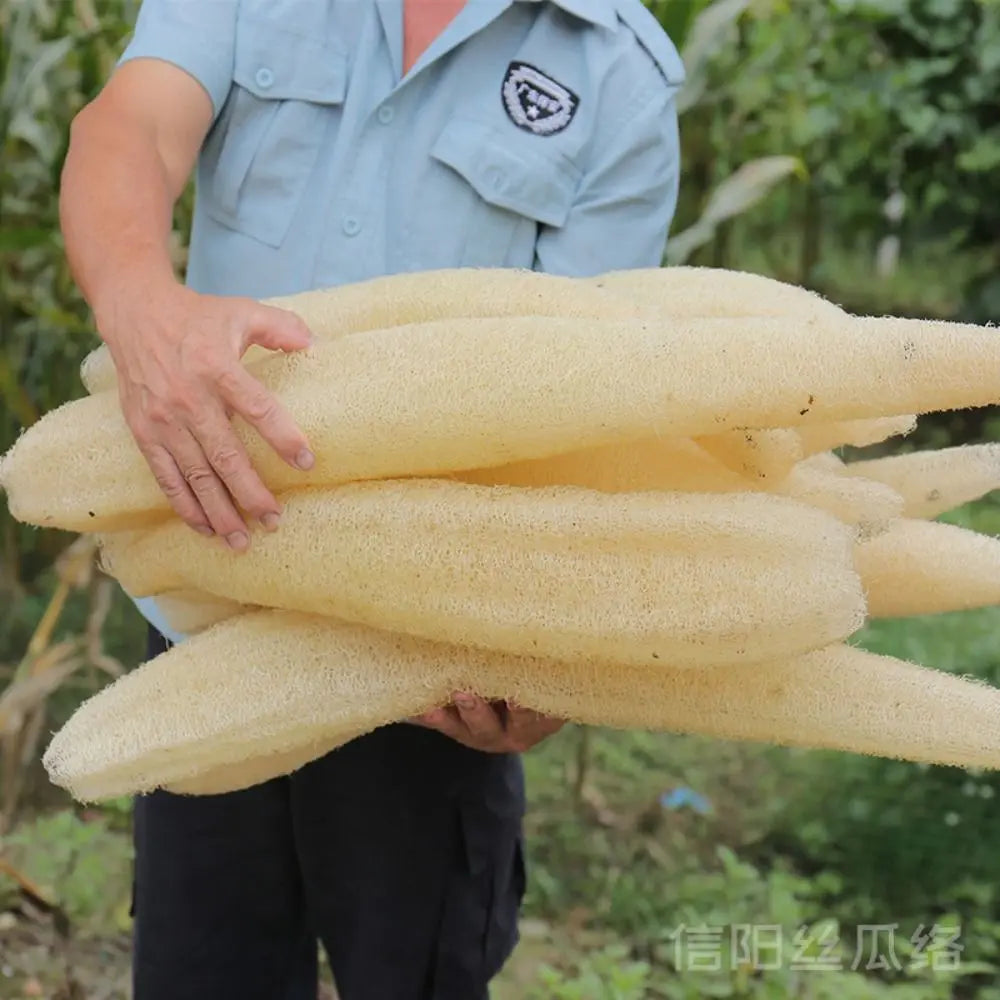 Natural Loofah Luffa Sponge Long Non-stick Body Shower Sponge Good Absorbency Ecological Planting Dishwashing Artifact