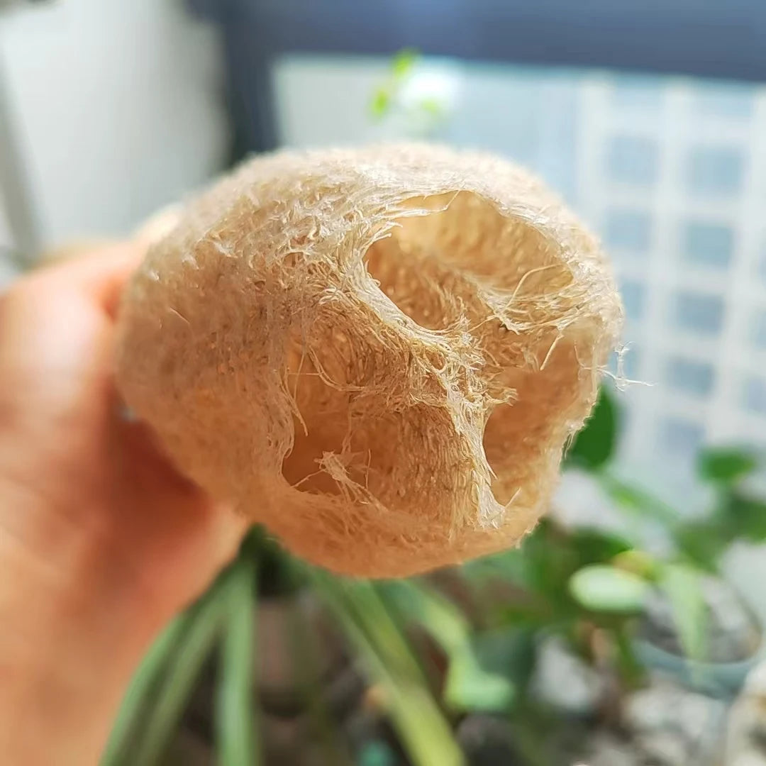 35-40cm Natural Loofah Sponge 100% Plant Fiber Fluffy After Washing Eco-Friendly for Bath Kitchen Cleaning Reusable Scrubber